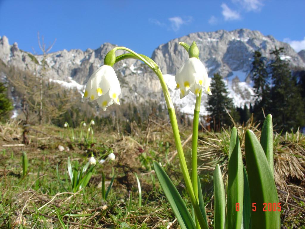 Holiday Chalet "Alpine Dreams" With Private Wellness Solčava Exteriör bild